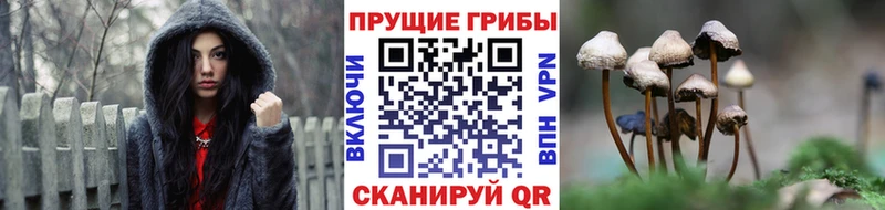 Псилоцибиновые грибы Psilocybine cubensis  Купить где  Заволжск 